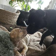 Staffordshire bull terrier     ITSO  24. okt