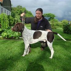 Gammel dansk hønsehund Søren Borup's Bjarke