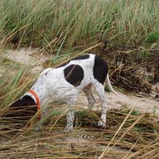 Gammel dansk hønsehund Søren Borup's Bjarke