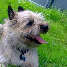 Cairn terrier Ævos