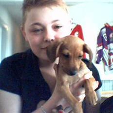 Gravhund blondi