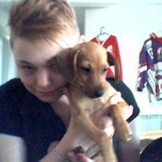Gravhund blondi
