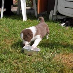 Border collie Bonnie