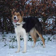 Border collie Crocodile Dundee "Dundee" - RIP