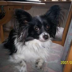 Papillon Gismo