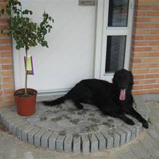 Flat coated retriever Chico