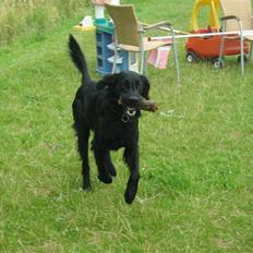 Flat coated retriever Chico