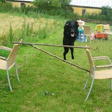 Flat coated retriever Chico