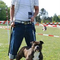 Olde english bulldogge Rady