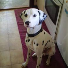 Dalmatiner Terkel