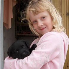 Labrador retriever Max