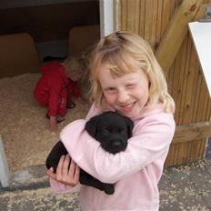 Labrador retriever Max