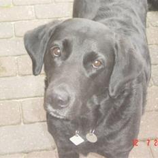 Labrador retriever Ann