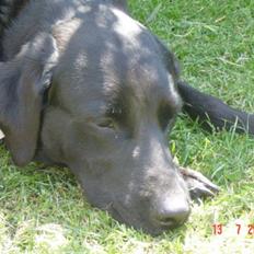 Labrador retriever Ann