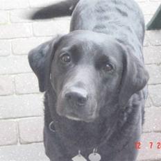 Labrador retriever Ann