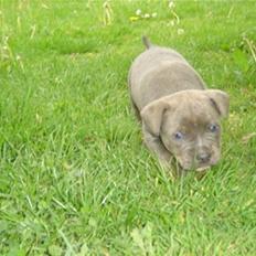 Amerikansk staffordshire terrier Cosmo