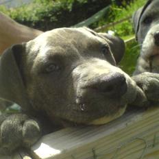 Amerikansk staffordshire terrier Cosmo