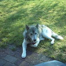Alaskan malamute sniffer