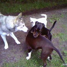 Alaskan malamute sniffer