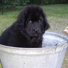 Newfoundlænder Maximus død juli 2008 fra