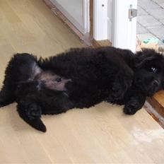 Newfoundlænder Maximus død juli 2008 fra