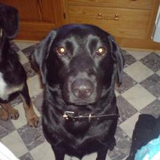 Labrador retriever Tøsen