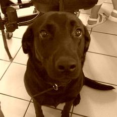 Labrador retriever Tøsen