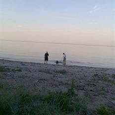 Labrador retriever Tøsen