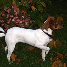 Blanding af racer Lotus