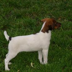 Blanding af racer Lotus