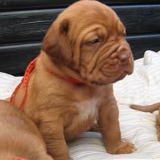 Dogue de bordeaux Honey (Vegasus Aija)