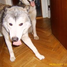 Alaskan malamute sniffer