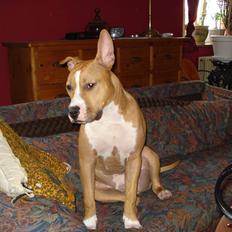 Blanding af racer bassemand