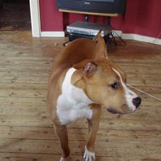 Blanding af racer bassemand