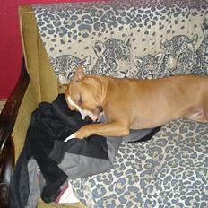 Blanding af racer bassemand