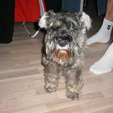 Dvaergschnauzer Phoebe