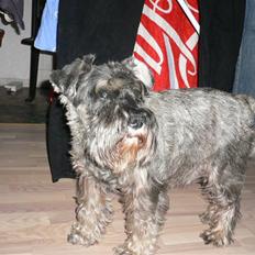 Dvaergschnauzer Phoebe