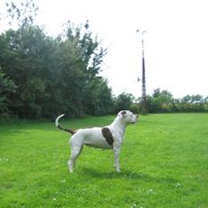 Amerikansk bulldog Fie