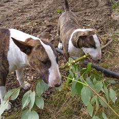 Bullterrier Ecko c",)