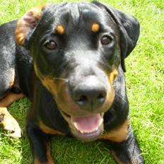 Rottweiler Junior