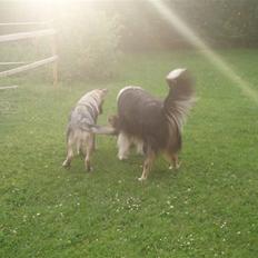 Collie langhåret Felix