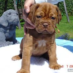 Dogue de bordeaux Honey (Vegasus Aija)