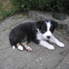 Blanding af racer Blaze