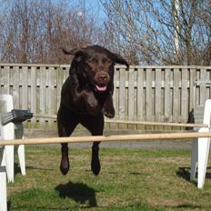 Labrador retriever *Formel 1* Sally (sørøver sally)