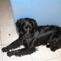 Blanding af racer Freddy