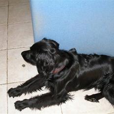 Blanding af racer Freddy