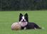 Border collie Cleo RIP lille tøs