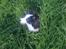 Border collie Cleo RIP lille tøs - Hvem har smidt et hundehovede i græsset !?! .......... ;o)