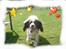 Engelsk springer spaniel Alice in wonderland - Slapper lige .  :) 