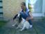 Engelsk springer spaniel Alice in wonderland - Miin bedste venninde og Alice pigen ... 